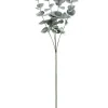 Eucalyptus gren, 60 cm