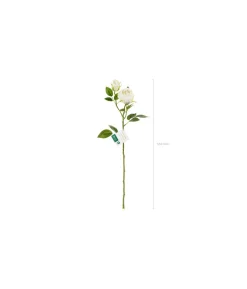 Lys creme rose, 1 stk